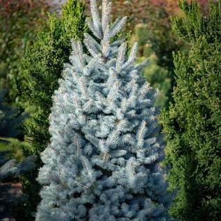 blue spruce