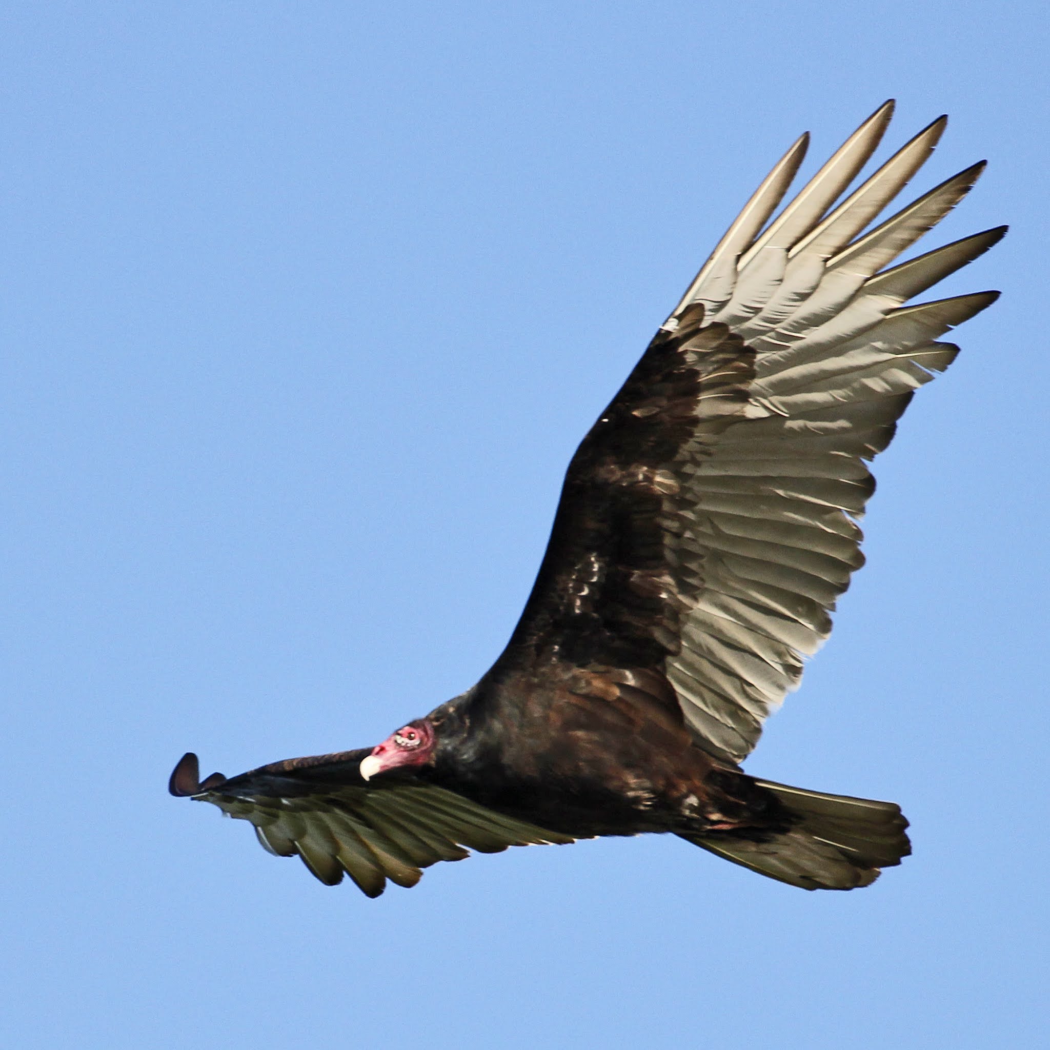Turkey Vulture 2 2020