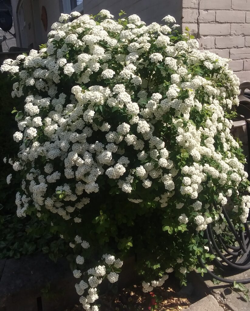 Bridlewreath Spirea